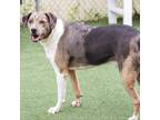 Adopt Buddy a Brindle Mixed Breed (Large) / Mixed dog in Cartersville