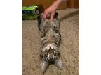 Adopt Noodle a Brown Tabby Domestic Shorthair / Mixed (short coat) cat in Fort