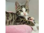 Adopt Skittles #pink-nose-to-kiss a Brown Tabby Domestic Shorthair / Mixed