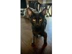 Adopt Lyra a All Black Domestic Shorthair / Mixed cat in Spring, TX (38758848)
