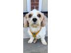 Adopt Theodore a Cavalier King Charles Spaniel / Bichon Frise / Mixed dog in