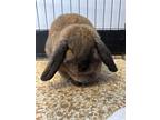 Adopt Nutmeg a Lop-Eared / Mixed rabbit in Greater Napanee, ON (38813248)