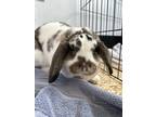 Adopt Kiwi a Lop-Eared / Mixed rabbit in Greater Napanee, ON (38813247)
