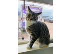 Adopt Rainbow a Gray or Blue Domestic Shorthair / Domestic Shorthair / Mixed cat