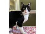 Adopt Star a Domestic Shorthair / Mixed cat in Monterey, CA (38710225)