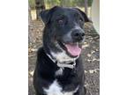 Adopt Missy sue a Black Australian Cattle Dog / Mixed dog in San Antonio