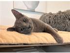 Adopt Jinx a Gray or Blue Domestic Shorthair / Mixed (short coat) cat in Fort