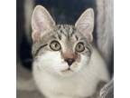 Adopt Apple Jack a Gray, Blue or Silver Tabby Domestic Shorthair / Mixed (short