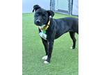 Adopt Stormi a Black - with White Mixed Breed (Medium) dog in San Diego
