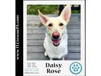 Adopt Daisy Rose (Mom to the Breakfast Club) 061723 a White German Shepherd Dog