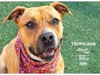 Adopt Tropicana a Pit Bull Terrier, Mixed Breed