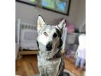 Adopt Lexi a Siberian Husky, Mixed Breed