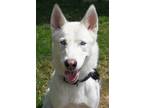 Adopt Ghost a White Husky / Mixed dog in Winchester, OR (38835357)