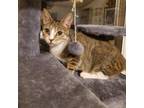 Adopt Linda a Brown or Chocolate Domestic Shorthair / Mixed cat in Auburn