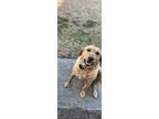 Adopt Charly June a Tan/Yellow/Fawn Labrador Retriever / Mixed dog in Elgin