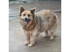 Adopt Meesha a Brown/Chocolate - with Tan Mixed Breed (Large) / Mixed dog in