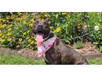 Adopt Quinn a Brindle - with White Terrier (Unknown Type