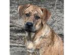Adopt Amelia Rose a Brindle Labrador Retriever / Mixed dog in Newtown