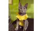 Adopt Betty a Gray or Blue Domestic Shorthair (short coat) cat in Olympia