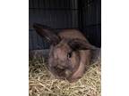 Adopt Bambi a Chocolate Lop, Holland / American / Mixed rabbit in Chicago