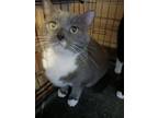 Adopt Whiskers a Gray or Blue (Mostly) Domestic Shorthair / Mixed (short coat)