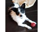 Adopt Phoebe a Terrier (Unknown Type, Medium) / Mixed dog in Battle Ground