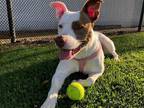 Adopt CALI a White Pit Bull Terrier / Mixed dog in Tustin, CA (38837841)