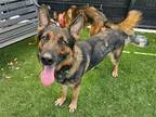 Adopt NORTHROP a German Shepherd Dog / Mixed dog in Tustin, CA (38859701)