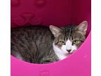 Adopt Grizzly - BARN CAT a Brown or Chocolate Domestic Shorthair / Domestic