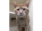 Adopt Dorito a Domestic Shorthair / Mixed cat in Portsmouth, VA (38636849)