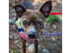 Adopt Taw - Claremont Location a Terrier