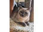 Adopt Simone a Gray or Blue Siamese (short coat) cat in Whittier, CA (38734281)
