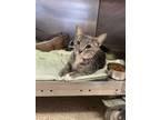 Adopt Cherry a Gray or Blue (Mostly) Domestic Shorthair / Mixed (short coat) cat