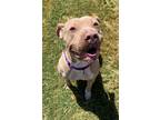 Adopt Champagne a White American Pit Bull Terrier / Mixed dog in Balch Springs