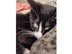 Adopt Bono a Black & White or Tuxedo American Shorthair (short coat) cat in E.