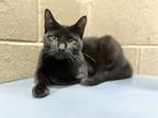 Adopt Quinley a Domestic Shorthair / Mixed cat in Versailles, KY (38816382)