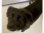 Adopt Ben Button 55530 a Black - with White Border Collie / Australian Shepherd