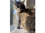 Adopt Lillian a Brown Tabby Domestic Longhair / Mixed (long coat) cat in