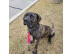 Adopt NELLY a Cane Corso