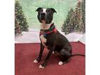 Adopt Sid a American Pit Bull Terrier / Mixed dog in Kingston, NY (38848173)