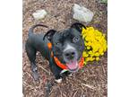 Adopt Nitro a Black Mixed Breed (Large) / Mixed dog in Binghamton, NY (38694957)