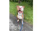 Adopt Caesar a American Pit Bull Terrier / Mastiff / Mixed dog in Kingston