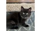 Adopt Little Bear OK a Domestic Longhair / Mixed (short coat) cat in Fort