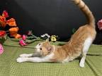 Adopt Pumpkin a Orange or Red (Mostly) Domestic Shorthair / Mixed (short coat)