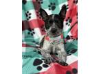 Adopt Drama a Black - with White Blue Heeler dog in Castle Rock, CO (38782063)
