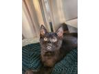 Adopt Sarge a Domestic Shorthair / Mixed (short coat) cat in Toms River