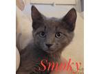 Adopt Smoky a Gray or Blue Russian Blue / Mixed (short coat) cat in Knoxville