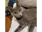 Adopt Zion a Gray or Blue Russian Blue / Mixed (short coat) cat in Knoxville