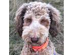 Adopt Willow a Wheaten Terrier, Poodle