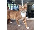 Adopt Topper a Orange or Red Domestic Shorthair / Domestic Shorthair / Mixed cat